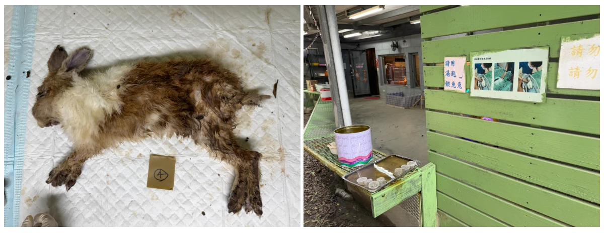 八里兔子餐廳驚見大量兔屍！動保處解剖揪染病、挨餓還懷孕　業者遭送辦