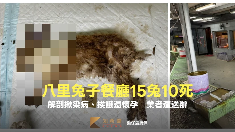 八里兔子餐廳驚見大量兔屍！動保處解剖揪染病、挨餓還懷孕　業者遭送辦