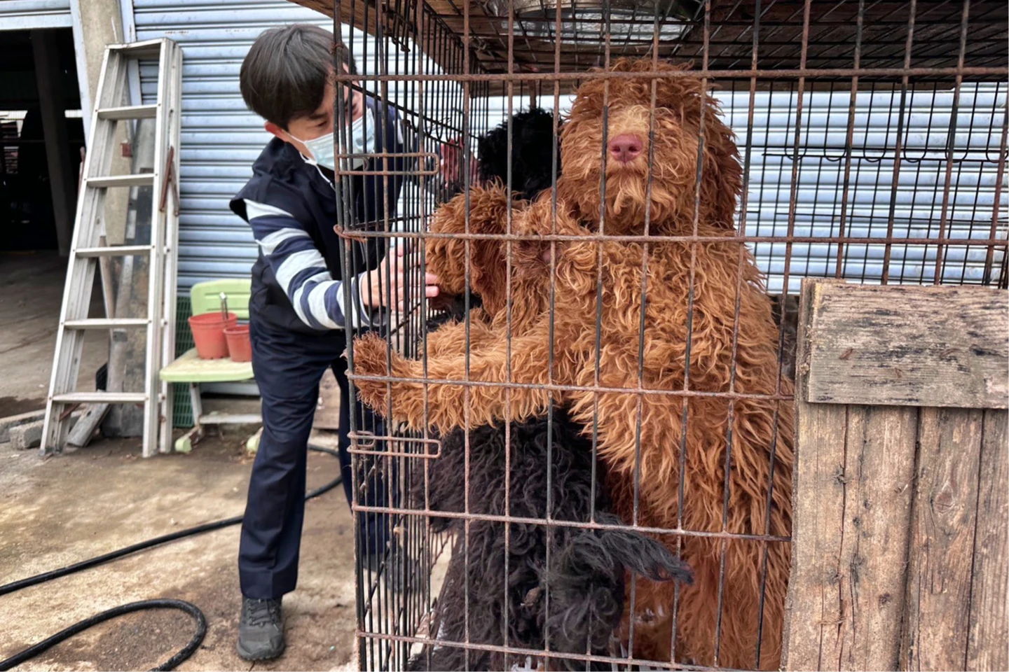 有片｜嘉義查獲黑心繁殖場！驚見巨型貴賓、「黑手黨最愛」名犬63隻　飼主恐挨罰300萬
