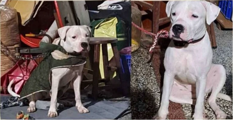 杜告犬「淒厲哀號」受虐失蹤！彰化動防所開罰3萬　懸賞金飆30萬仍下落不明