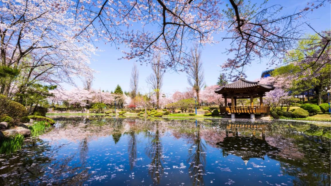 2026日韓櫻花季攻略！機票最低6999元起　賞櫻行程8.8折、每人千元起