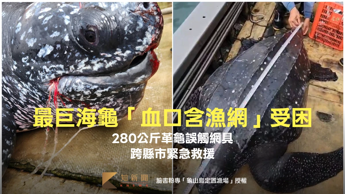 最巨海龜「血口含漁網」受困宜蘭！280公斤革龜誤觸網具　跨縣市搶救大作戰