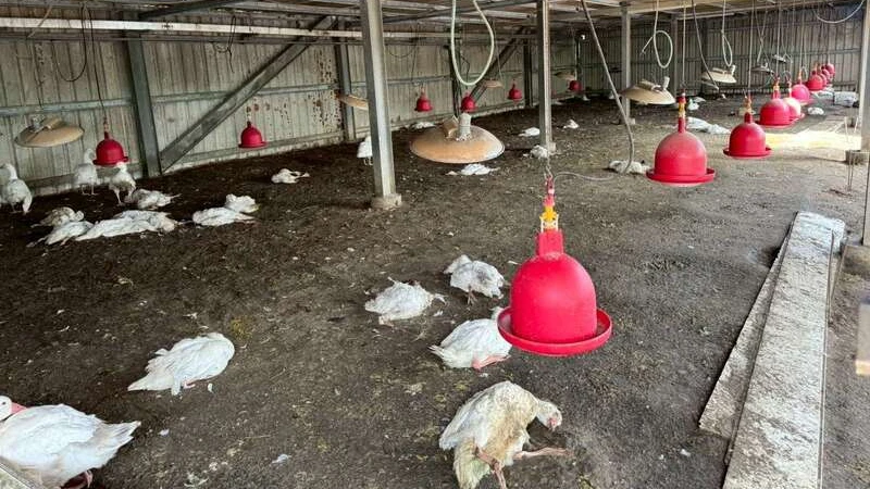 雲林今年第4案！水林鄉鵝場爆H5N1高病原性禽流感　撲殺883隻全面清消