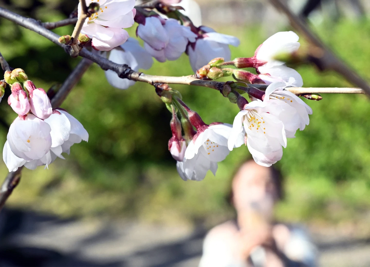 岐阜和高知櫻花開了！日本最早　東京、大阪預計「這天」起開花