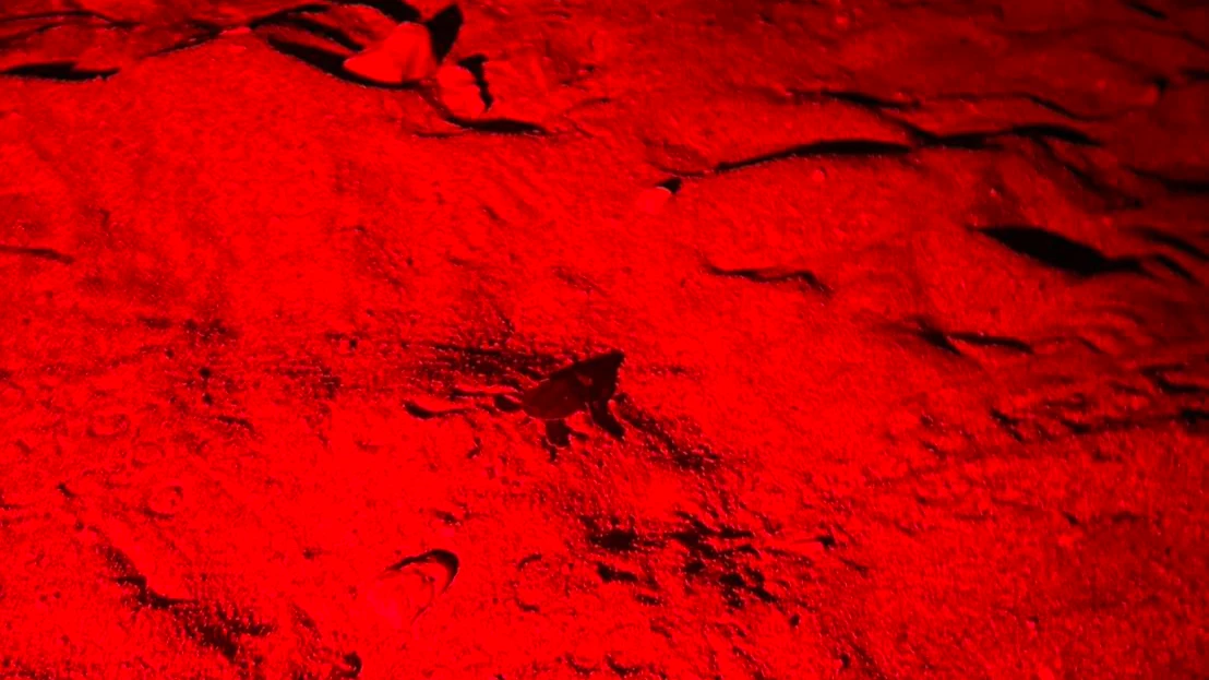 有片｜小琉球冬季罕見海龜卵窩孵化70隻稚龜　低溫環境推估雄性比例高