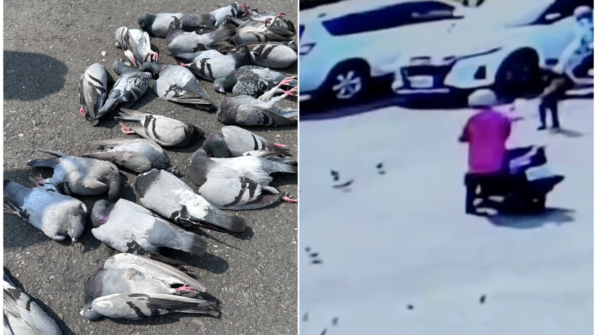 有片｜高雄婦疑灑毒米！24隻鴿集體暴斃嚇壞居民　動保處急化驗緝凶