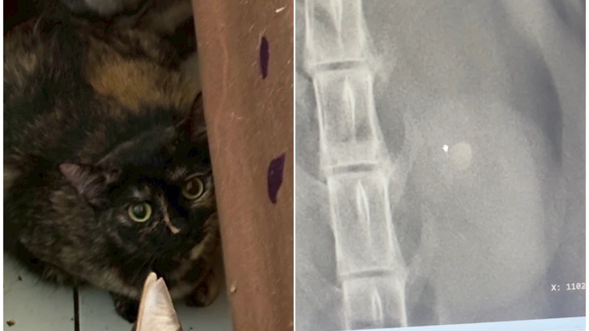 貓咪煉獄！女欠租棄養24貓「滿屋惡臭排泄物」　母貓疑餓到啃幼貓