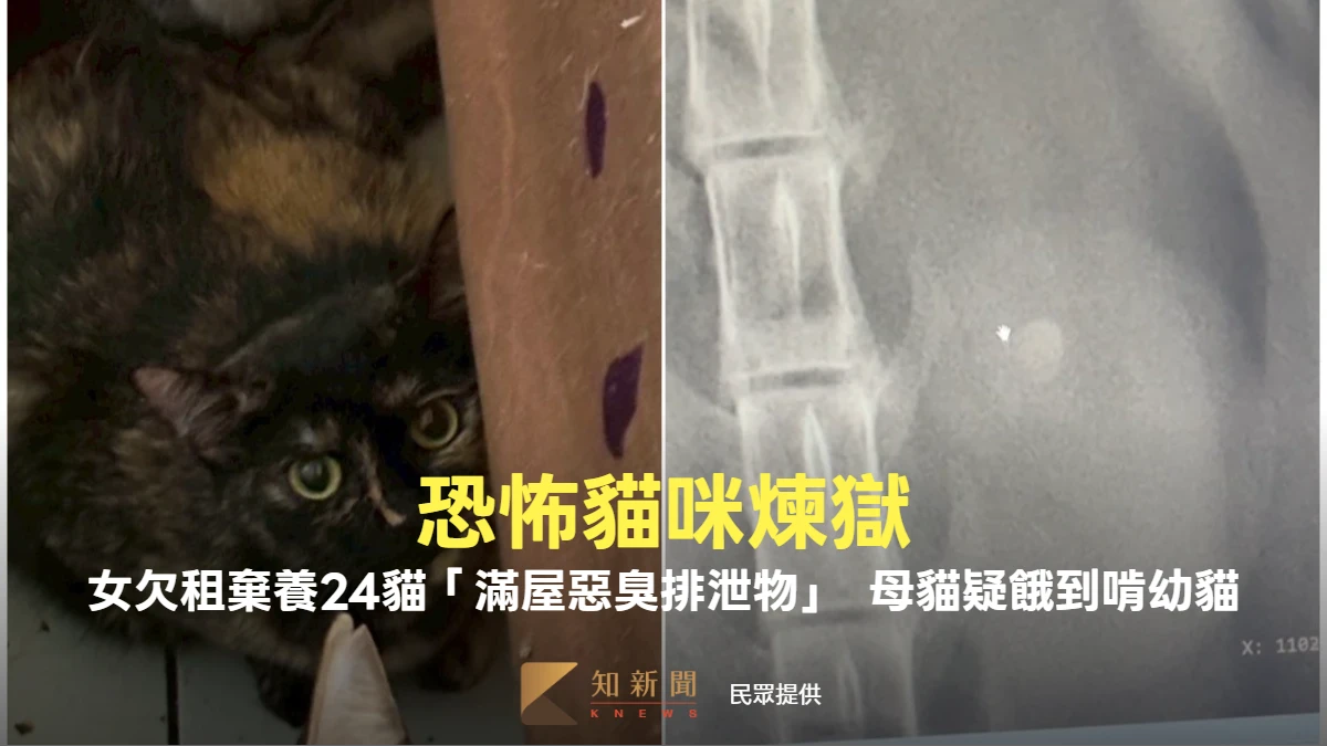貓咪煉獄！女欠租棄養24貓「滿屋惡臭排泄物」　母貓疑餓到啃幼貓