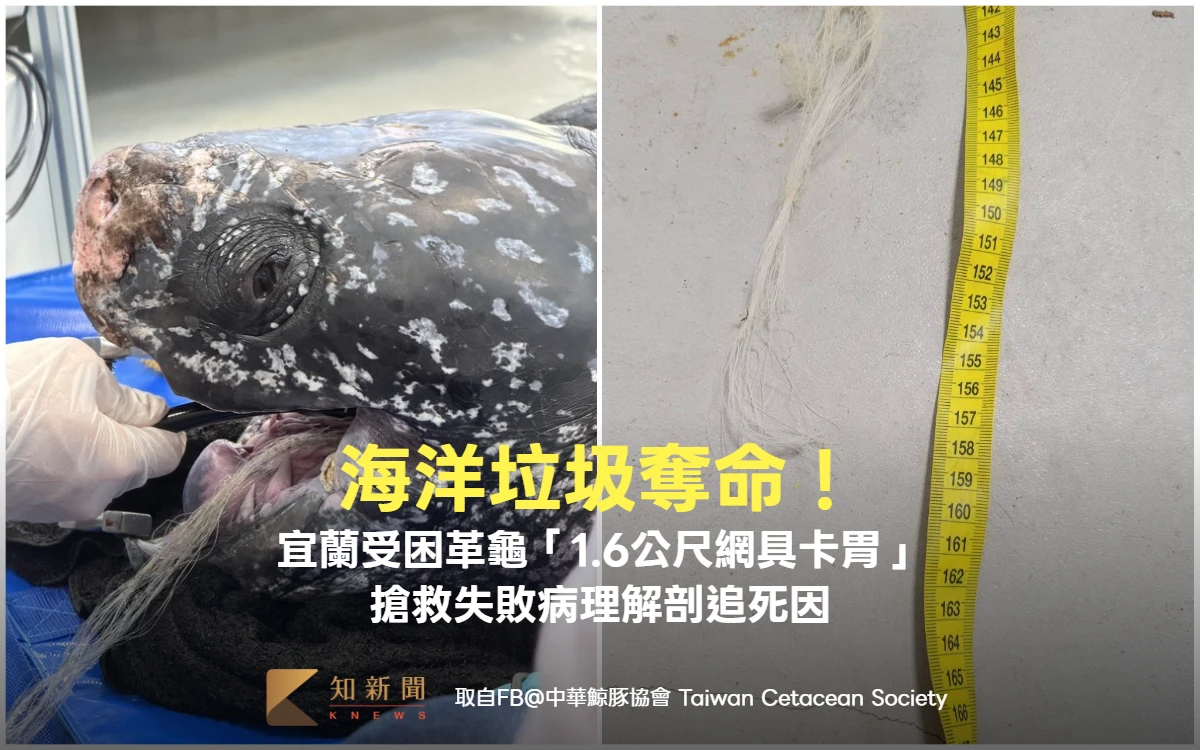 海洋垃圾奪命！宜蘭受困革龜「1.6公尺網具卡胃」　搶救失敗病理解剖追死因