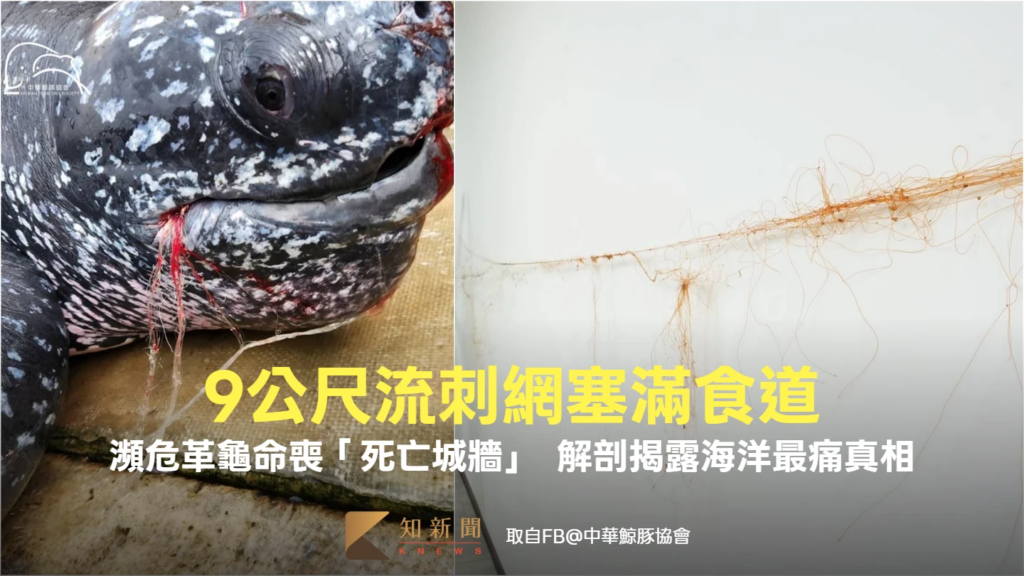 9公尺流刺網塞滿食道！瀕危革龜命喪「死亡城牆」　解剖揭露海洋最痛真相