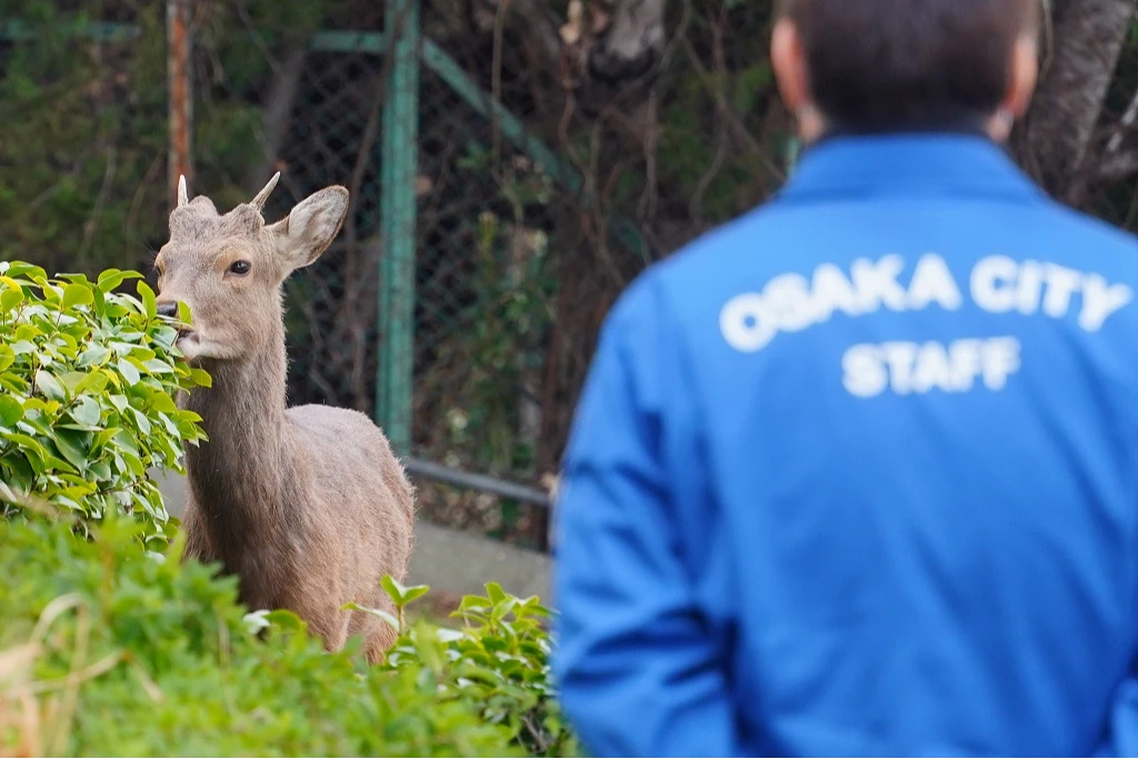 日本大阪鬧區有鹿出沒　可能來自奈良公園呼籲民眾不要靠近
