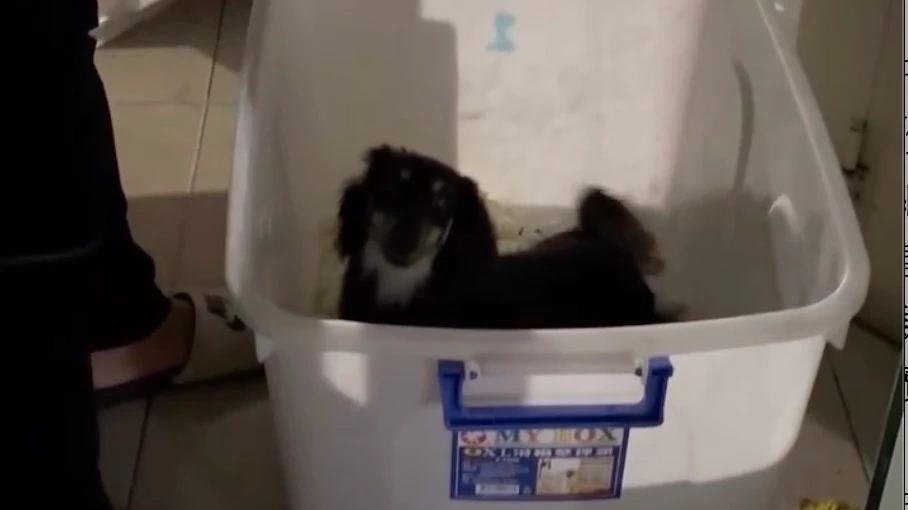 有片｜連鎖寵物店小狗關塑膠箱整夜！議員氣炸：養蠶寶寶嗎　動保處出手了