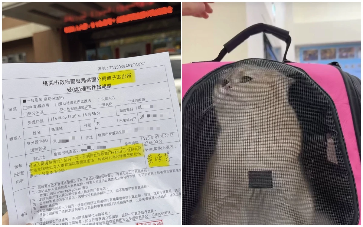 14萬買貓討好女友！吵架涉虐貓要脅她回頭　議員看不下去報警