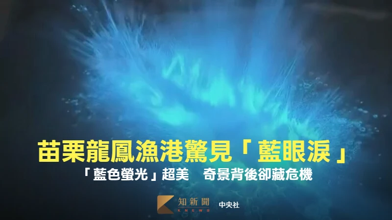 苗栗龍鳳漁港驚見「藍眼淚」　藍色螢光震撼人心！絕美奇景背後藏危機
