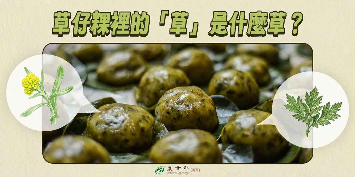 清明節應景美食｜沒騙人！草仔粿真的是「草」入菜　常見這2款