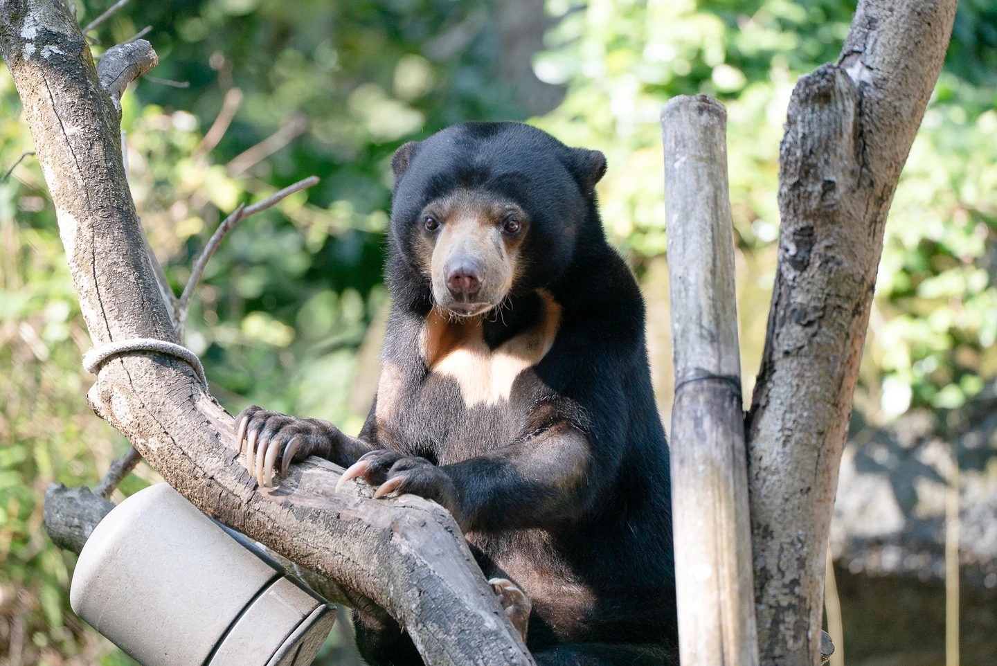 台北動物園馬來熊移民了！「小熊妹」、「熊霸」抵達日本円山動物園