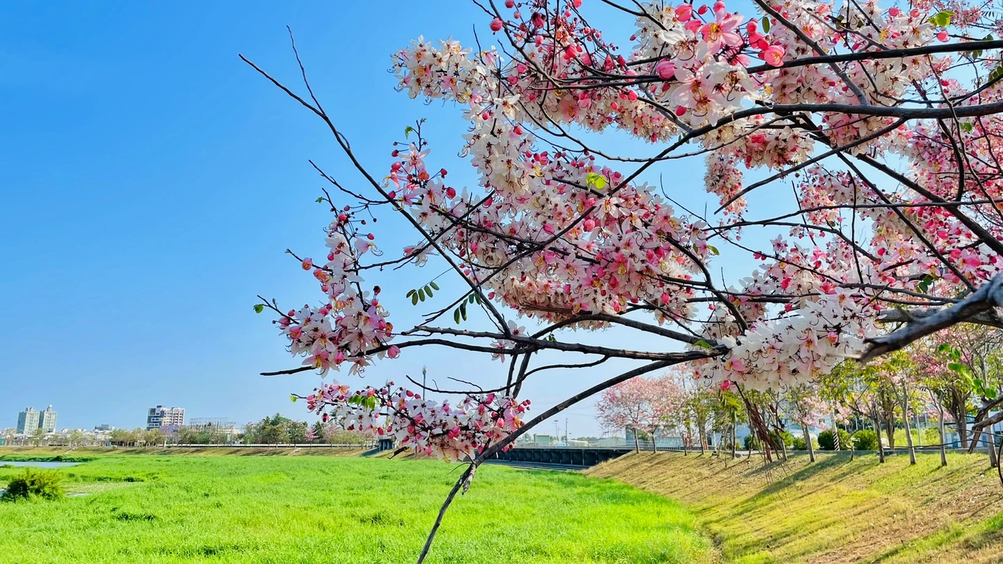 粉紅風暴來襲！中華醫大「後花園」花旗木大爆發　延綿400米美呆了