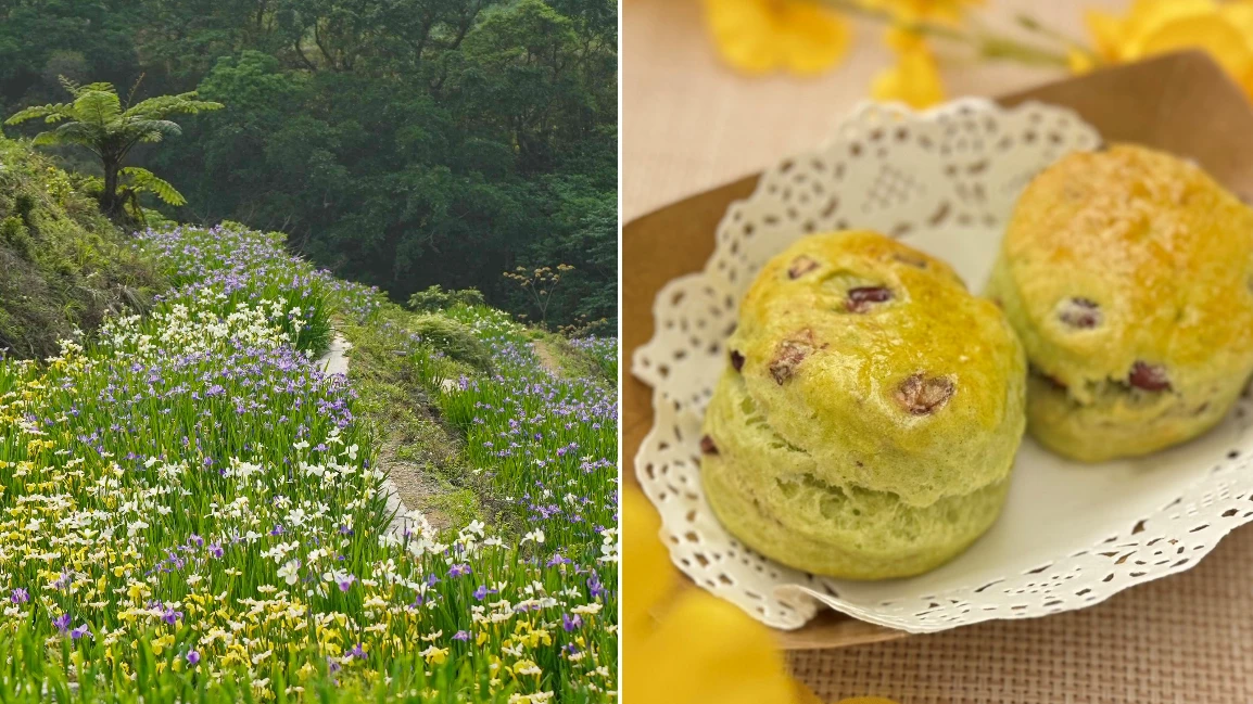 連假來石門！百年梯田賞鳶尾花海體驗農作　還可品嚐浪漫茶點