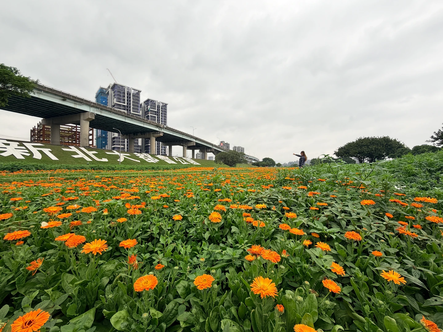 兒童節賞花趣！新北大都會公園3公頃花海　打造春日童話花園