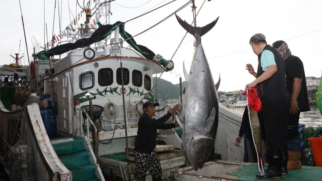 像拉霸中彩金！250公斤黑鮪魚上鉤　「全昌隆168」力拚蟬連「蘇澳第一鮪」