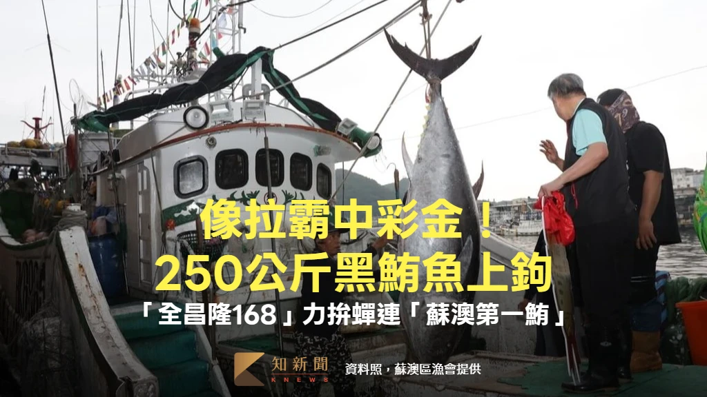 像拉霸中彩金！250公斤黑鮪魚上鉤　「全昌隆168」力拚蟬連「蘇澳第一鮪」