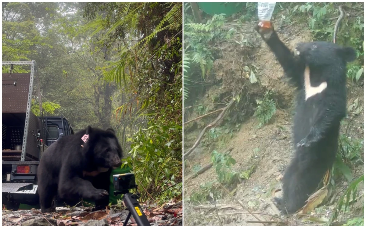黑熊母女歸鄉路！歷時一年「烏莉、慕娃」重返卓溪山林　創台灣首例