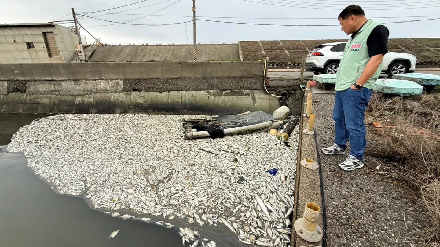 王功漁港又驚傳魚群暴斃！議員控「疑雨天偷排廢水」　環保局檢測揭密