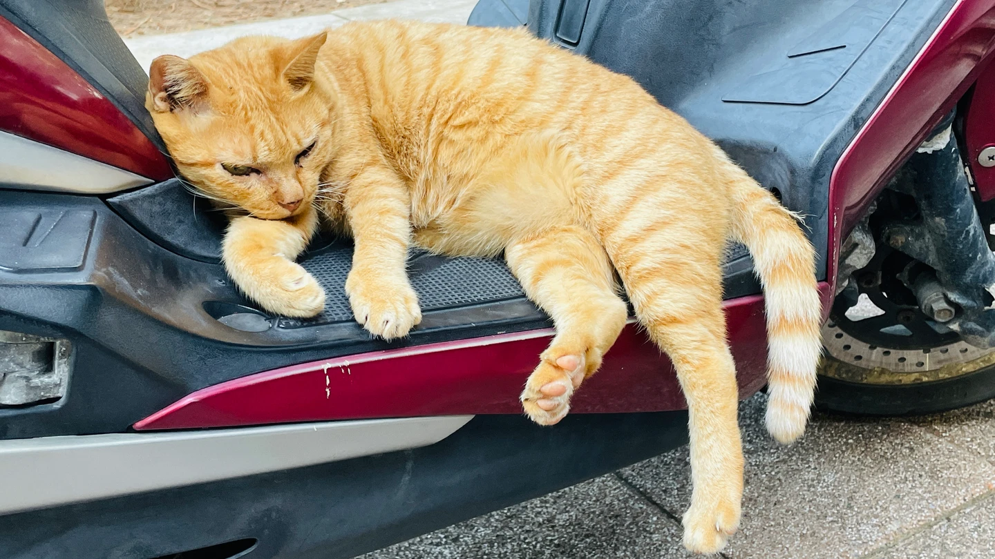 寵物用藥新制立場遭質疑和獸醫搶地盤　藥界批：主管機關怠惰致配套不足