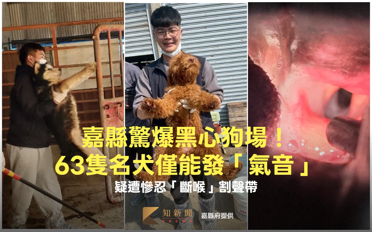 嘉縣驚爆黑心狗場！63隻名犬僅能發「氣音」　疑遭慘忍「斷喉」割聲帶