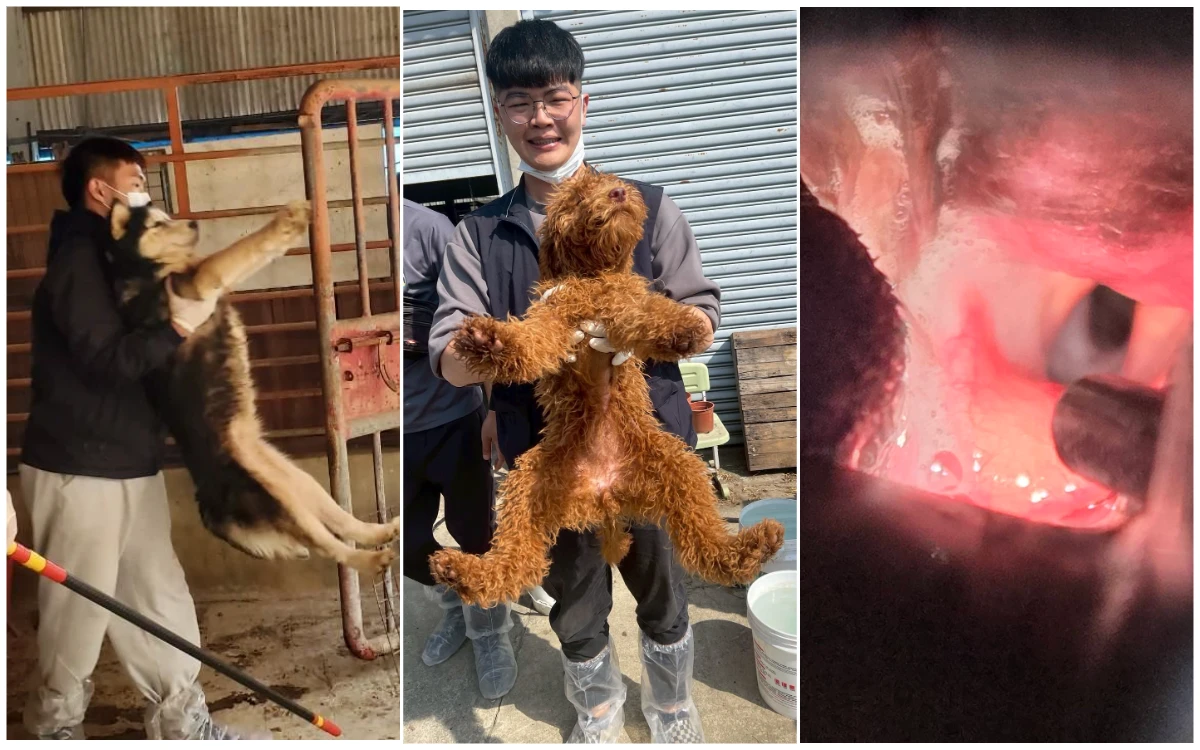 嘉縣驚爆黑心狗場！63隻名犬僅能發「氣音」　疑遭慘忍「斷喉」割聲帶
