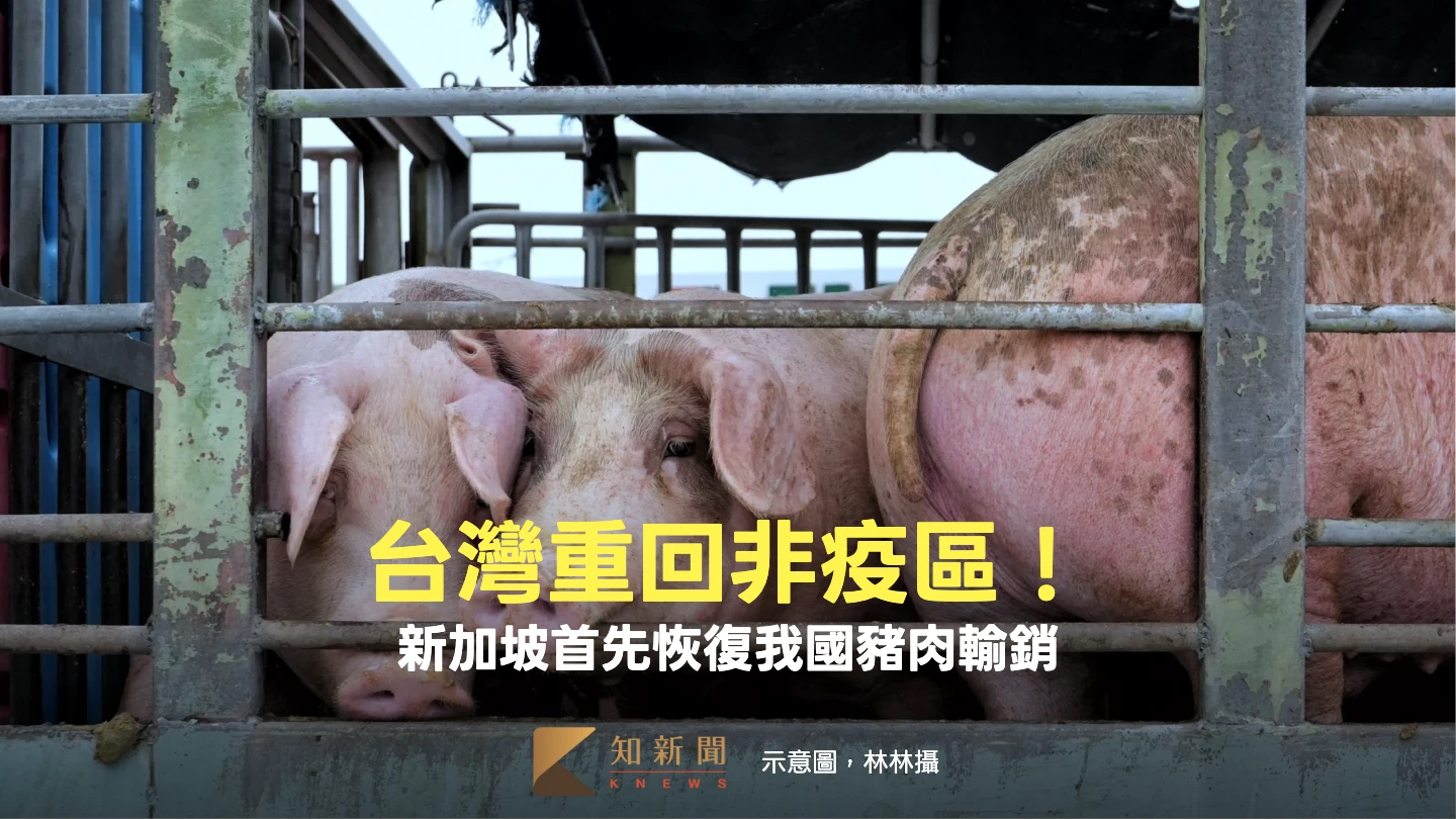 台灣重回非疫區再傳好消息！新加坡首先恢復我國豬肉輸銷
