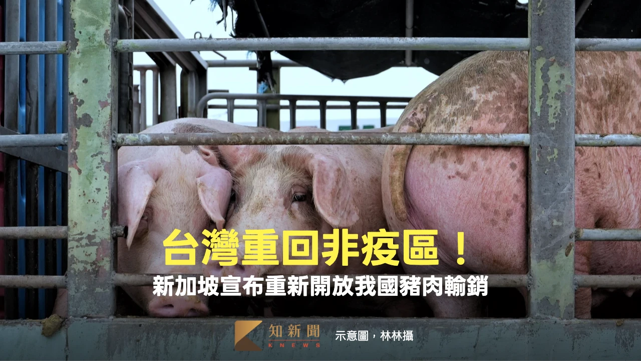 台灣重回非疫區再傳好消息！新加坡首先恢復我國豬肉輸銷