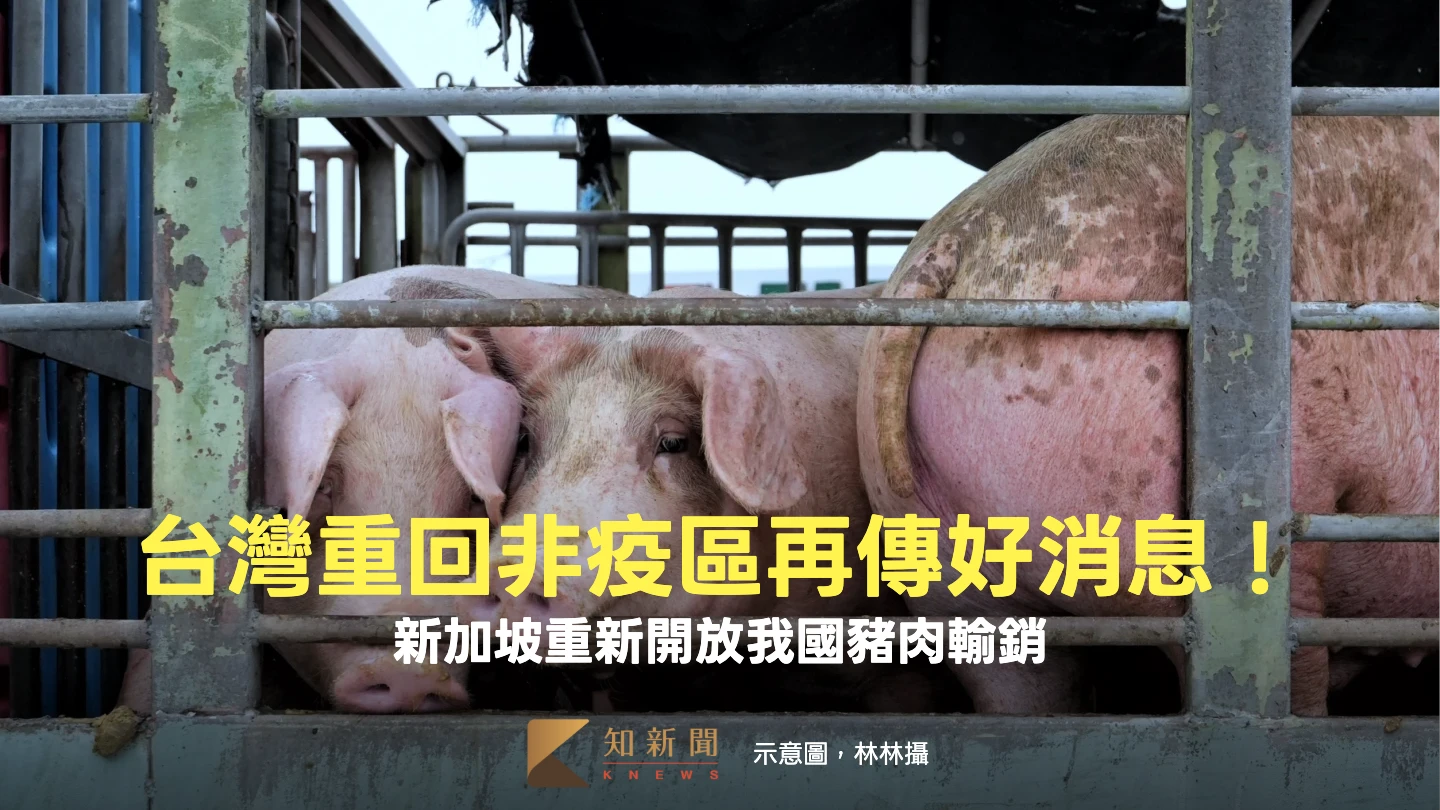 台灣重回非疫區再傳好消息！新加坡重新開放我國豬肉輸銷