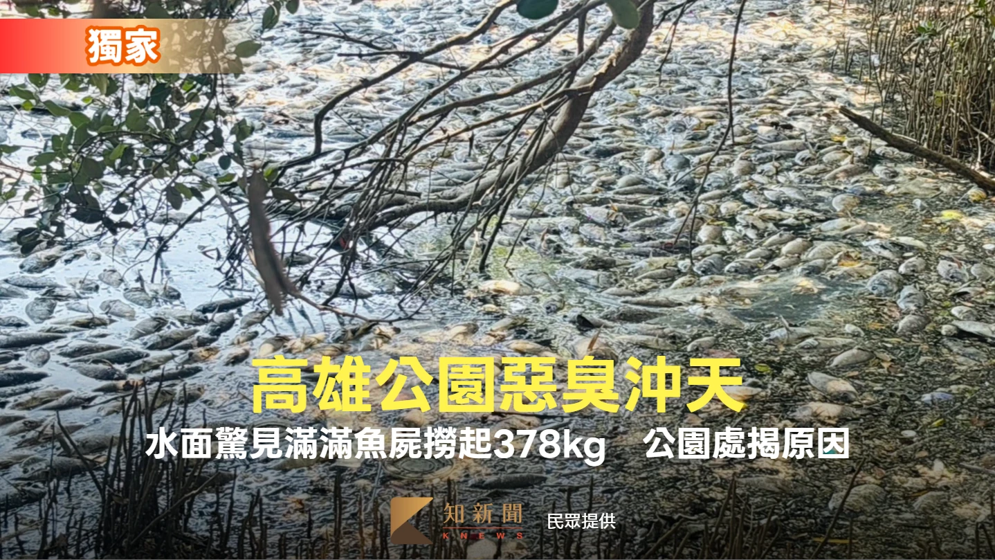 獨家｜高雄公園惡臭沖天！水面驚見滿滿魚屍撈起378kg　公園處揭原因