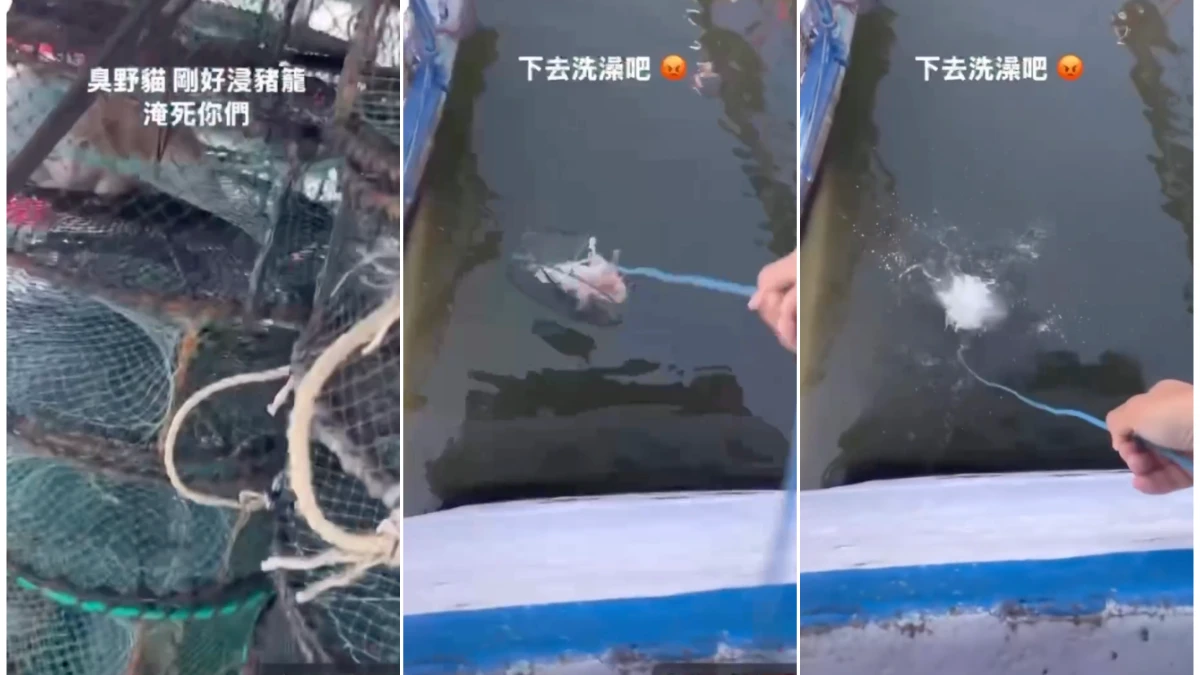 蟹籠裝2幼貓丟入海！還po網喊「淹死你們」　冷血漁民到案曝動機