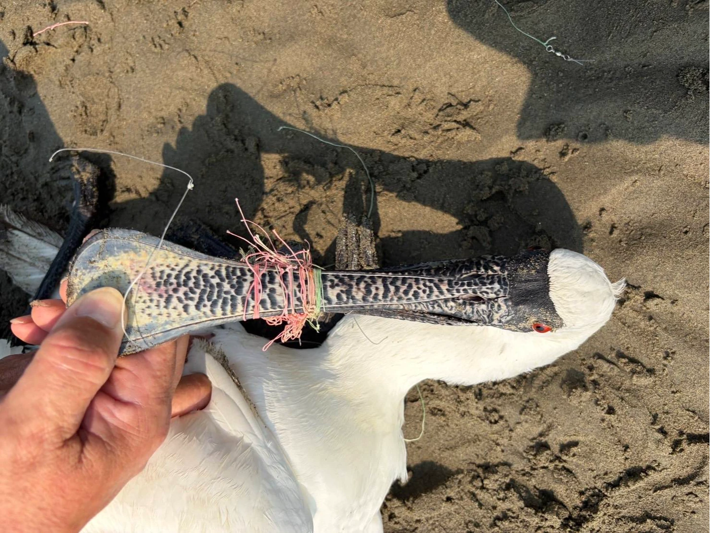 黑面琵鷺趴濕地！鳥嘴及腳部遭魚線纏繞不治　台灣占全球總數約61%