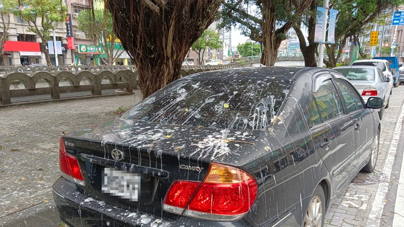 鳥糞空襲警報！基隆鷺鷥「集體求偶」熱區車主哀嚎　田寮河畔車格「期間限定」塗銷