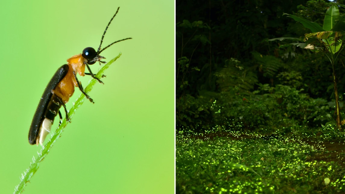 賞螢季節來了！新店碧潭秘境賞螢專人導覽　快手刀報名