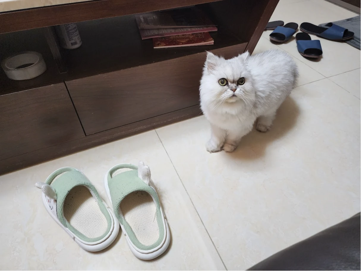 全國毛孩調查出爐！174萬隻家貓首度超越家犬　養狗家庭仍比養貓多　