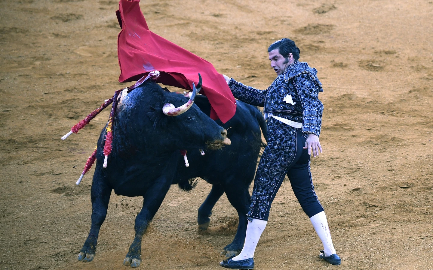 驚險一幕曝！西班牙「鬥牛之王」表演失誤釀禍　慘遭牛角刺穿直腸緊急送醫