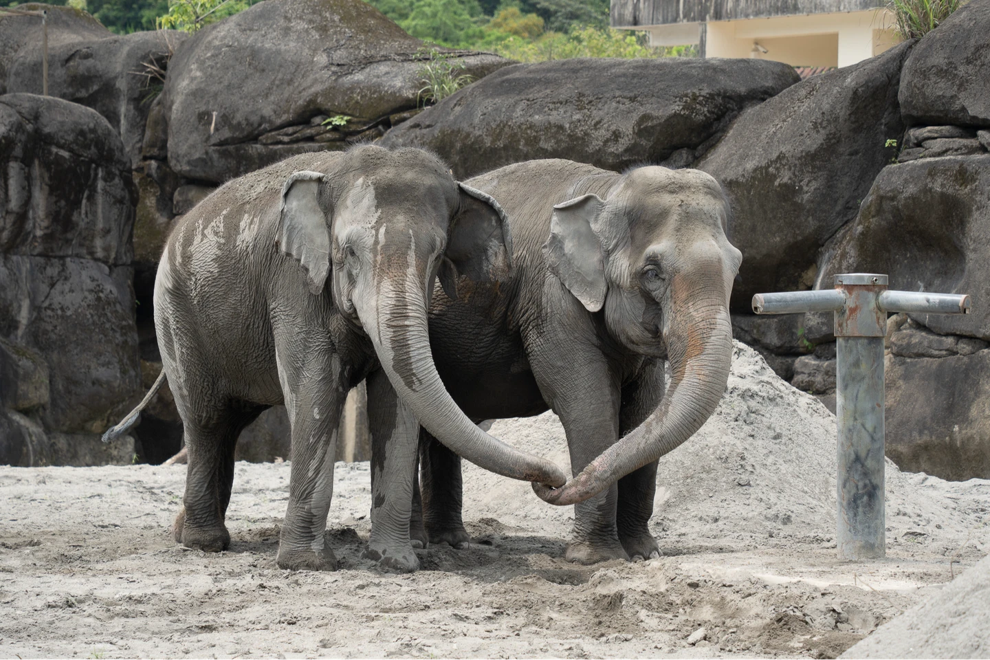 太「象」了！亞洲象到非洲象場地「大家來找碴」　勾愛心象鼻安撫、拋沙激動試探