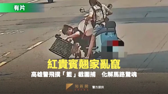 有片｜紅貴賓翹家亂竄！高雄警飛撲「籃」截圍捕　化解馬路驚魂