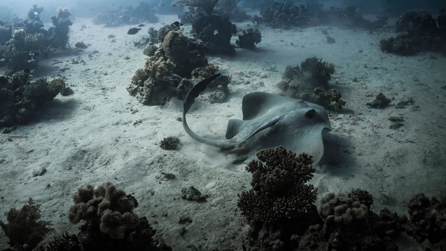 10公斤「台灣5毒魚之首」上鉤！老船長腳掌遭甩尾刺穿　忍劇痛回港救命