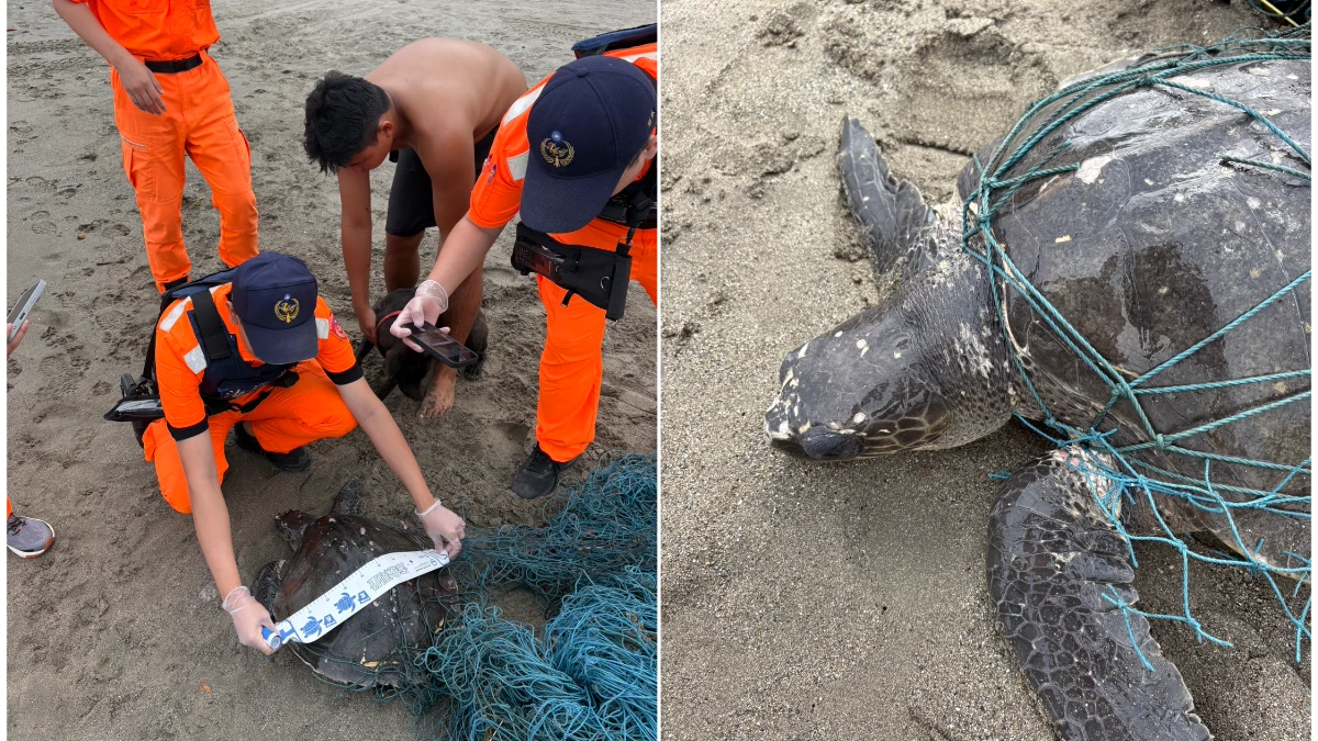 「幽靈漁網」又惹禍！杉原灣神祕「人形物」竟是落難欖蠵龜　巡邏員緊急破網救命