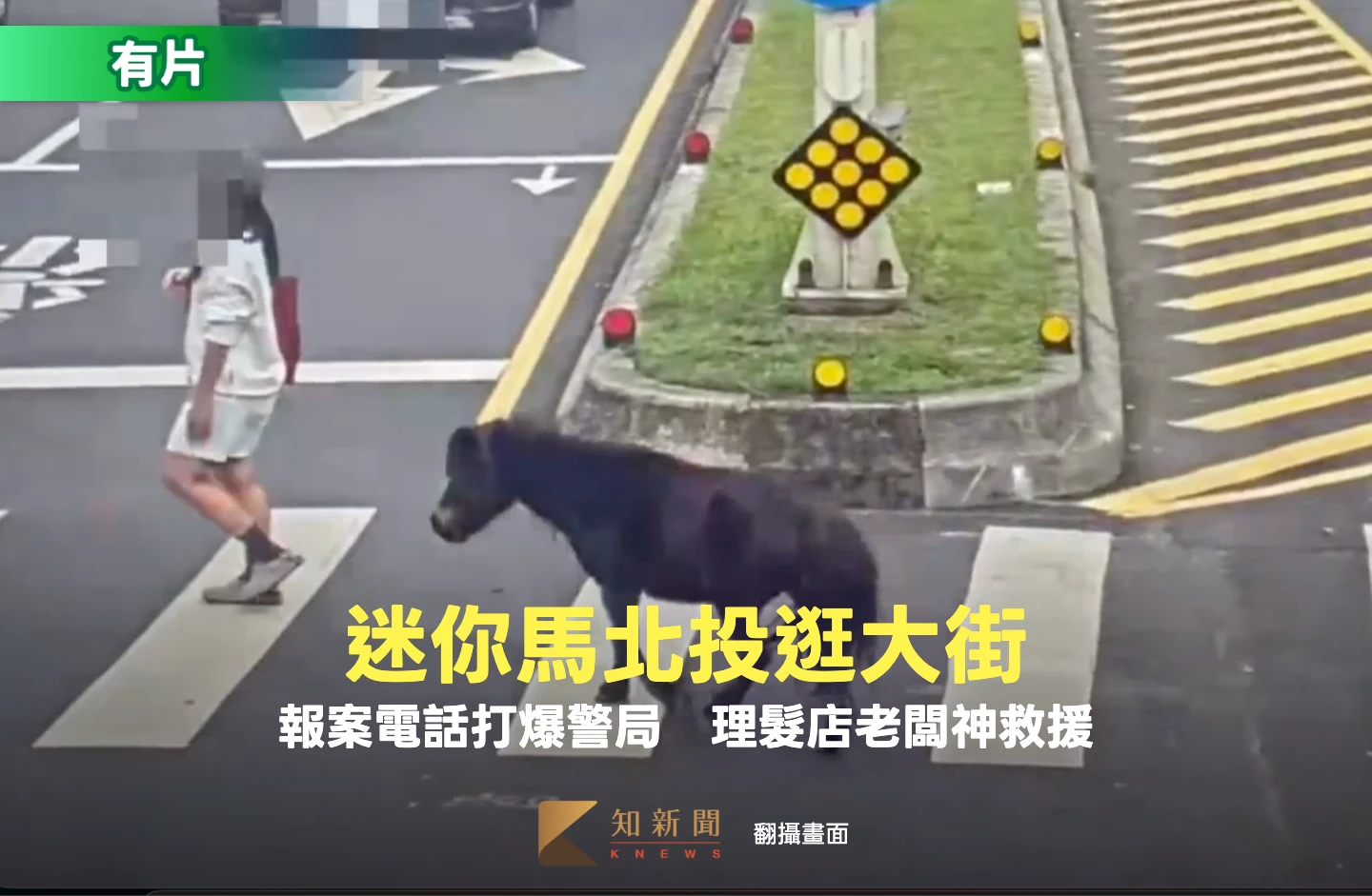 有片｜迷你馬北投逛大街！報案電話打爆警局　理髮店老闆神救援