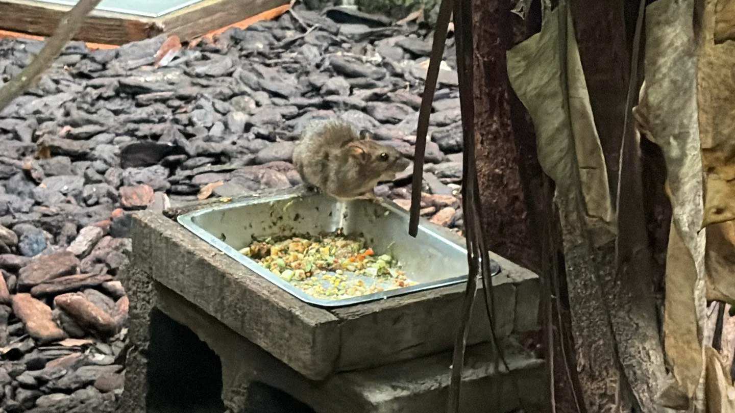 北車驚見「鳥啄死鼠肉」　施景中：大家擔心的快發生了！「1錯誤行為」是培養超級老鼠