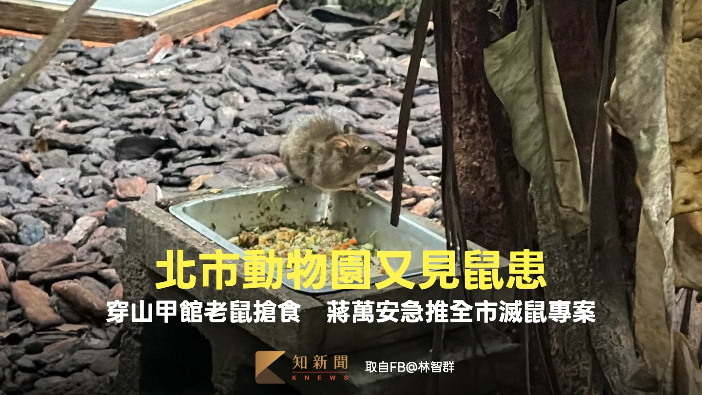北市動物園又見鼠患！穿山甲館老鼠搶食　蔣萬安急推全市滅鼠專案