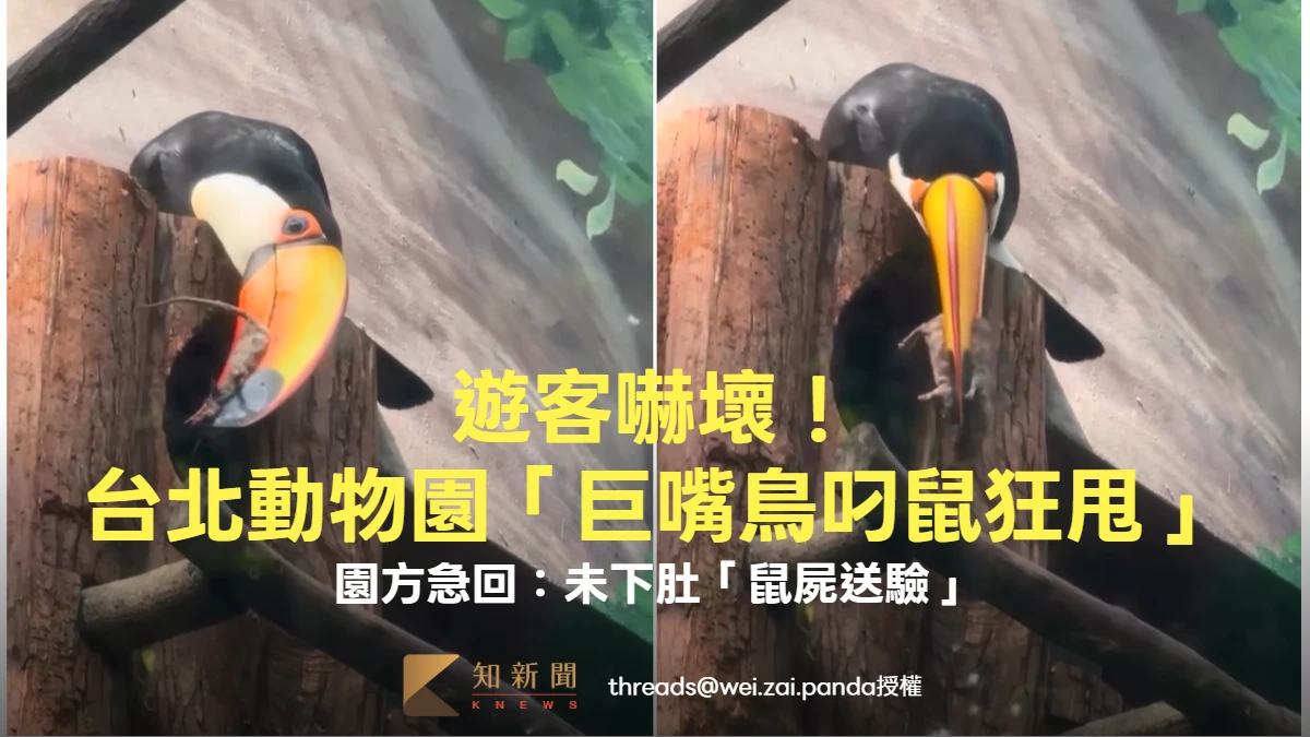 有片｜遊客嚇壞！台北動物園「巨嘴鳥叼鼠狂甩」　園方急回：未下肚「鼠屍送驗」