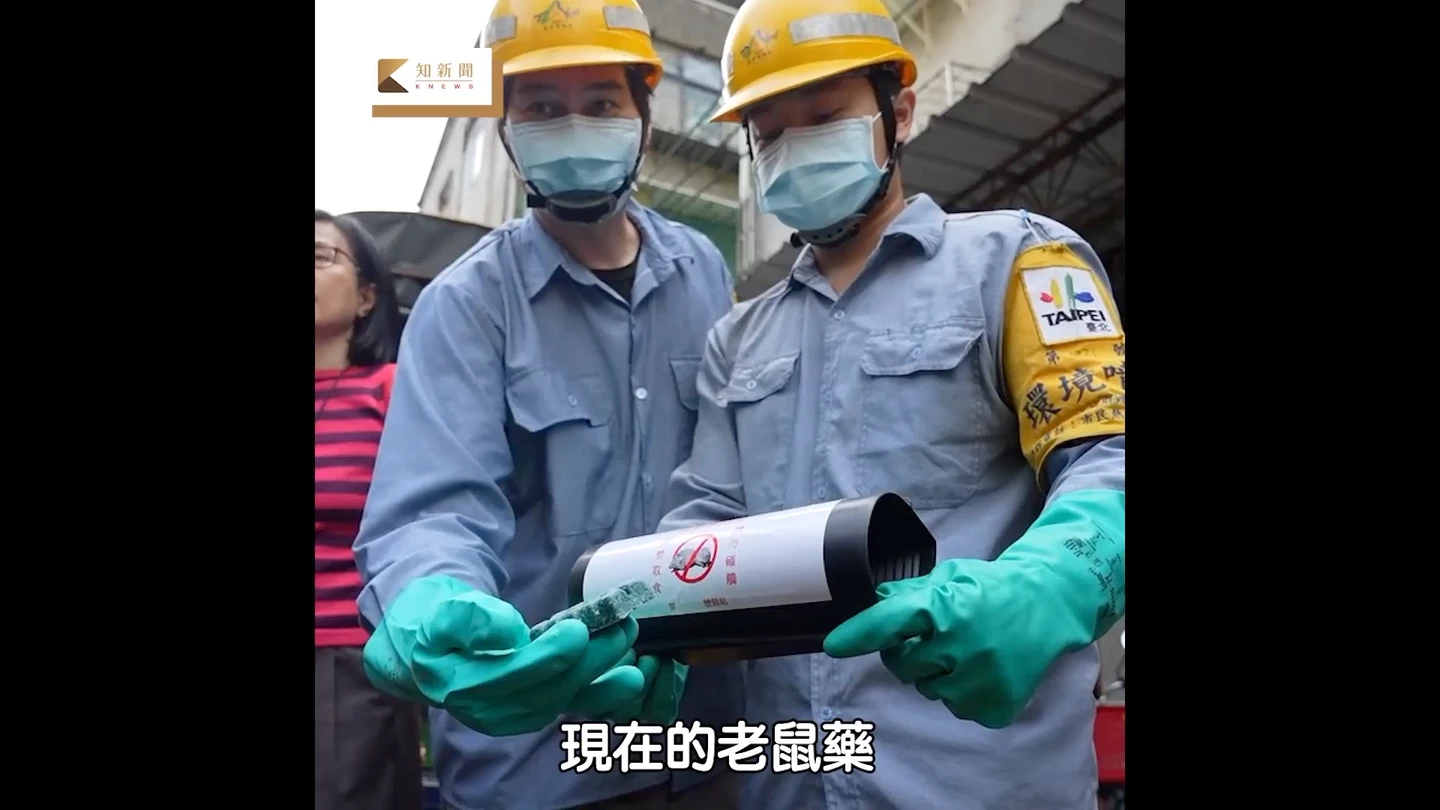 北市滅鼠大作戰！清潔隊投藥秘辛曝光：藥物引發老鼠內出血、尋光渴死