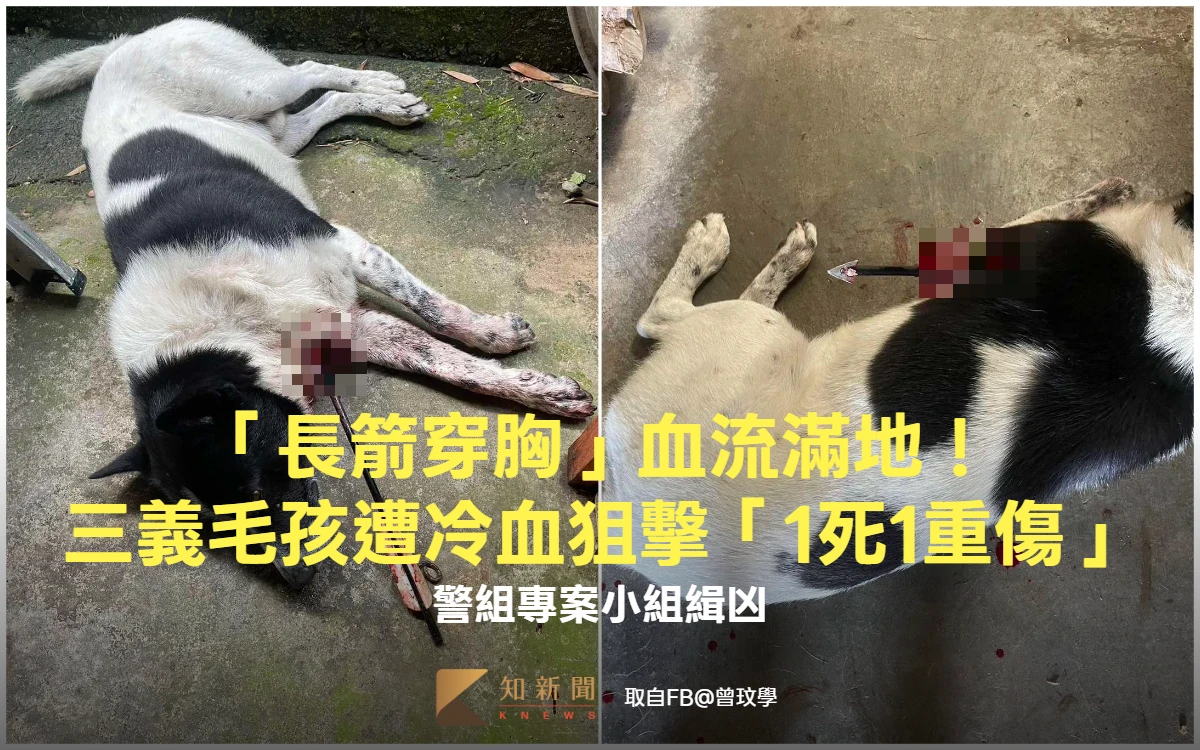 「長箭穿胸」血流滿地！三義毛孩遭冷血狙擊「1死1重傷」　警組專案小組緝凶